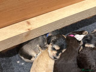 Cockapoo dogs Cockapoo - Advert 12