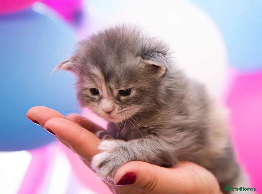 Maine Coon cats for stud: Stud Gccf duel Tica active blue smoke  in Grantham - Advert 19