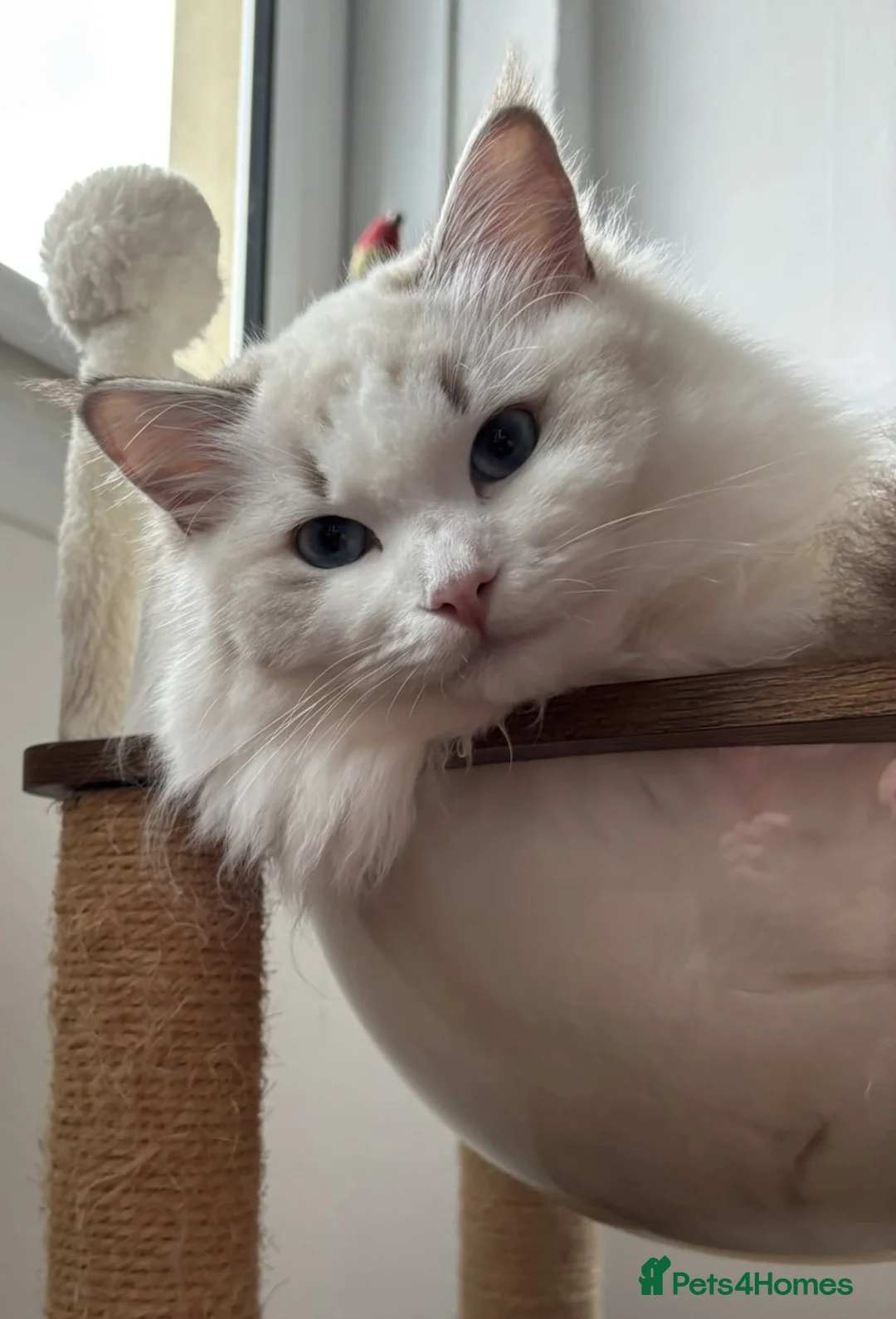 Ragdoll cats for sale: Two The last Boys Pedigree Ragdoll  Available - Advert 11