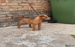 Lakeland Terrier dogs for sale: Perfect Lakeland terrier dog  - Image 3