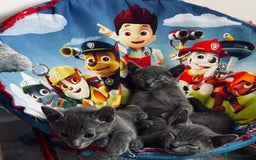 Russian Blue cats for sale: 🩵GCCF Registered Russian Blue kittens 🩵 - Image 10