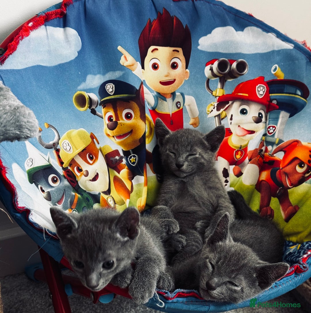 Russian Blue cats for sale: 🩵GCCF Registered Russian Blue kittens 🩵 - Image 10
