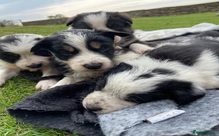 Border Collie dogs - Advert 1