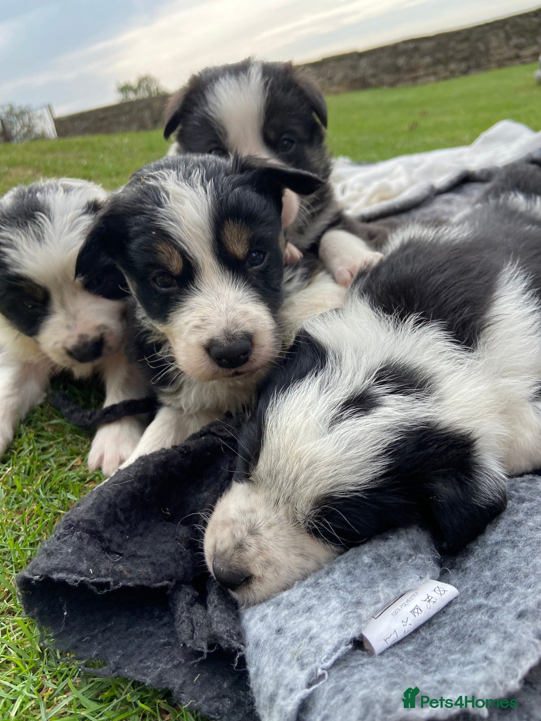 Border Collie dogs for sale: Adorable Border Collie pups for sale - Image 1