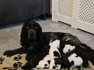 Cocker Spaniel dogs COCKER SPANIEL PUPPIES FOR SALE - Advert 2