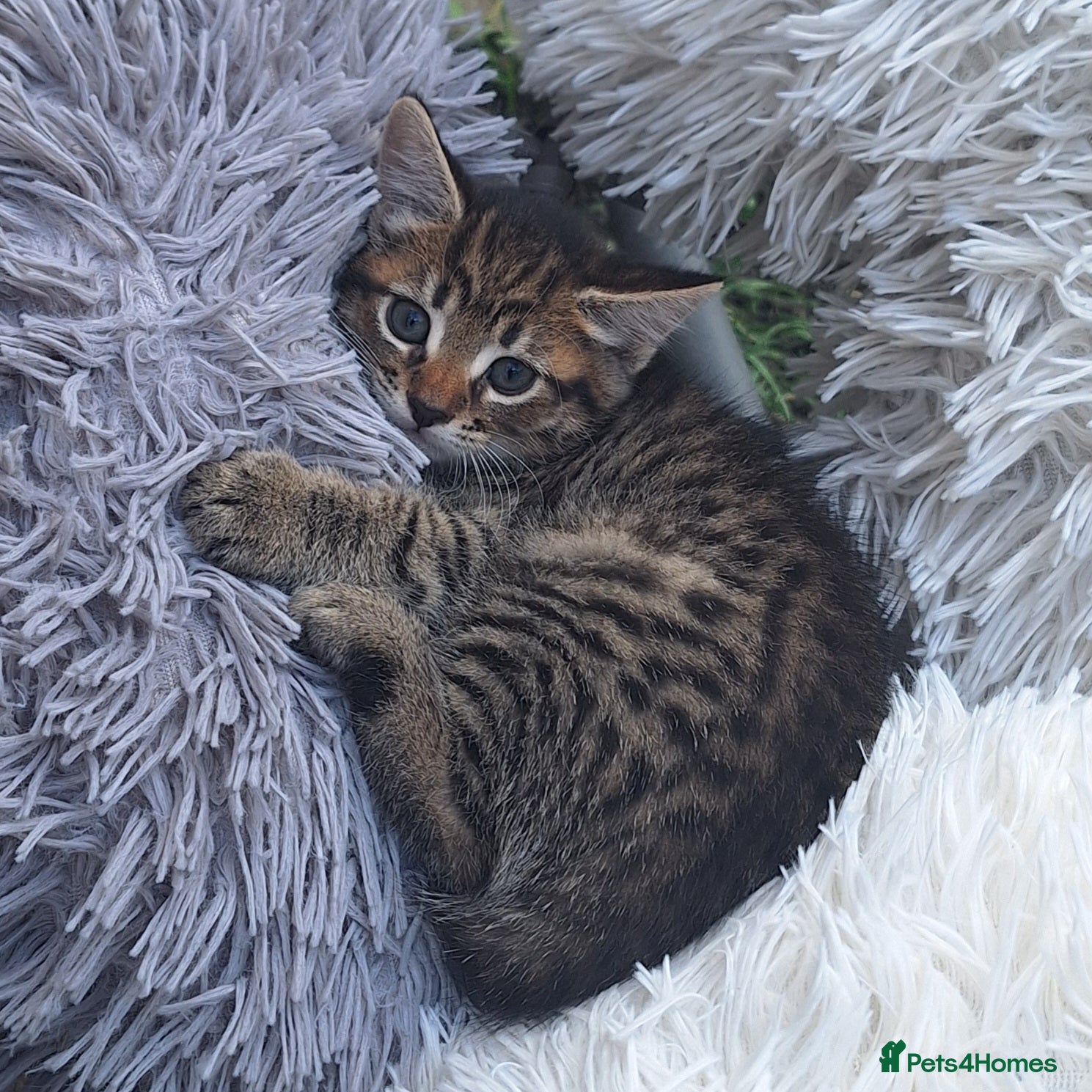 Mixed Breed cats Beautiful kittens  - Advert 3