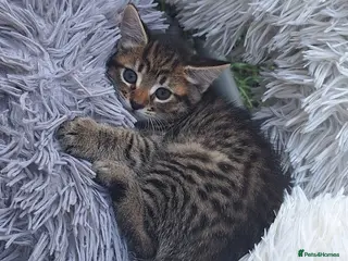 Mixed Breed cats Beautiful kittens - Advert 6