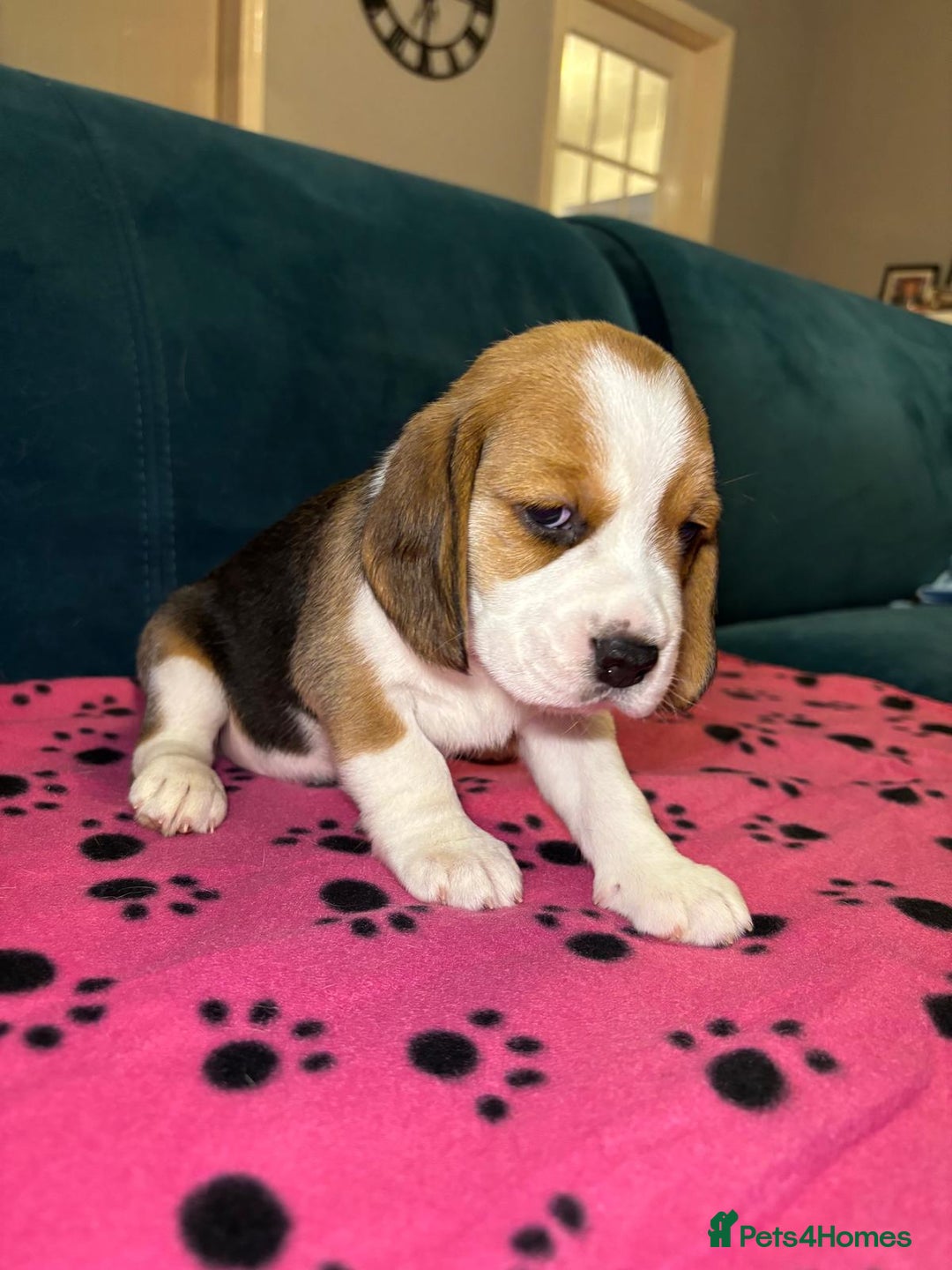 Beagle dogs for sale: Adorable Beagle Puppies for Sale - Advert 15