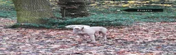 Weimaraner dogs for sale: Stunning pedigree pups-London, due on 24 July - Advert 20