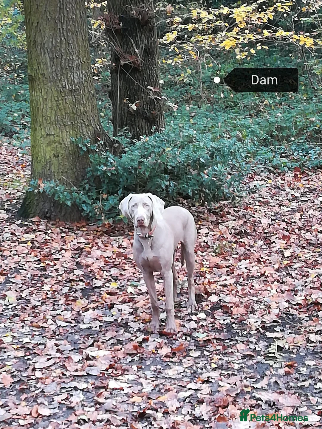 Weimaraner dogs for sale: Stunning pedigree pups-London, due on 24 July - Advert 20