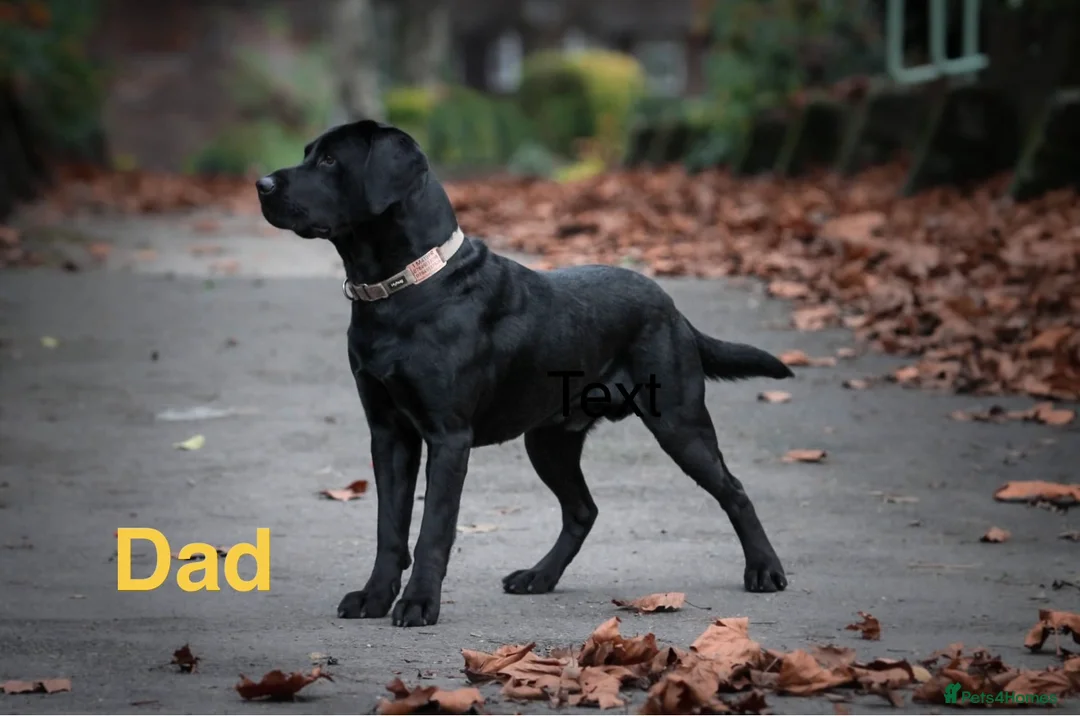 Labrador Retriever dogs for sale: KC Registered Labrador Puppies – Ready 14th March - Advert 3