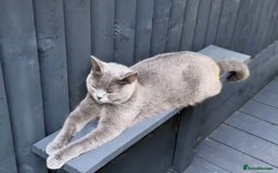 British Shorthair cats for sale: Beautiful Blue British Shorthair female cat QUEEN - Image 12
