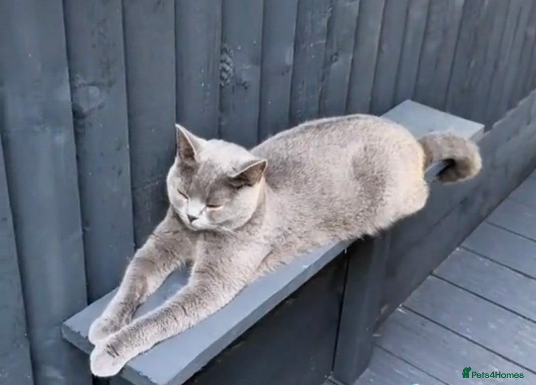 British Shorthair cats for sale: Beautiful Blue British Shorthair female cat QUEEN - Image 12