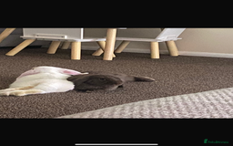 Mini Lop rabbits for sale: Mini lops bonded brother and sister - Image 2