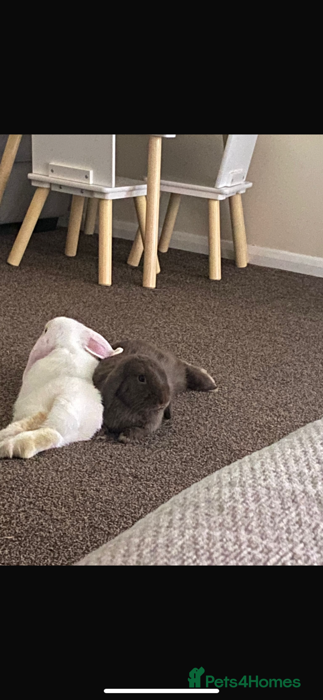 Mini Lop rabbits for sale: Mini lops bonded brother and sister - Image 2