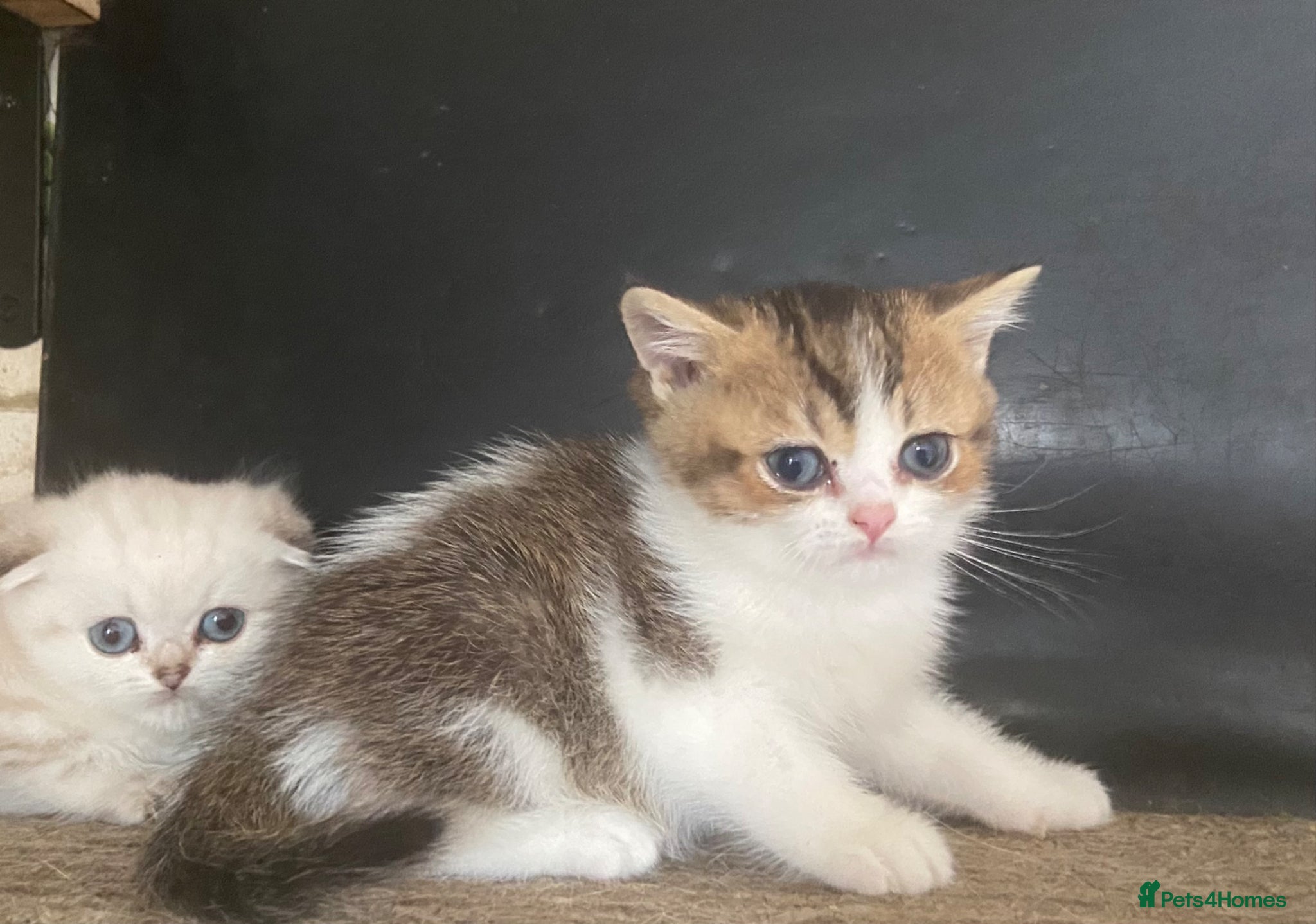 Munchkin cats ✨ Adorable TICA Registered Munchkin Kittens ✨ - Advert 2