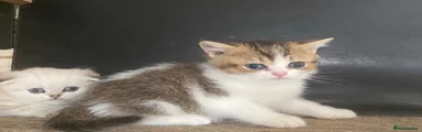 Munchkin Kitten 2