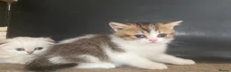 Munchkin cats for sale: ✨ Adorable TICA Registered Munchkin Kittens ✨ - Advert 23