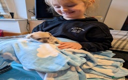 Chipoo dogs for sale: Health tested, non shed chipoos - Image 8