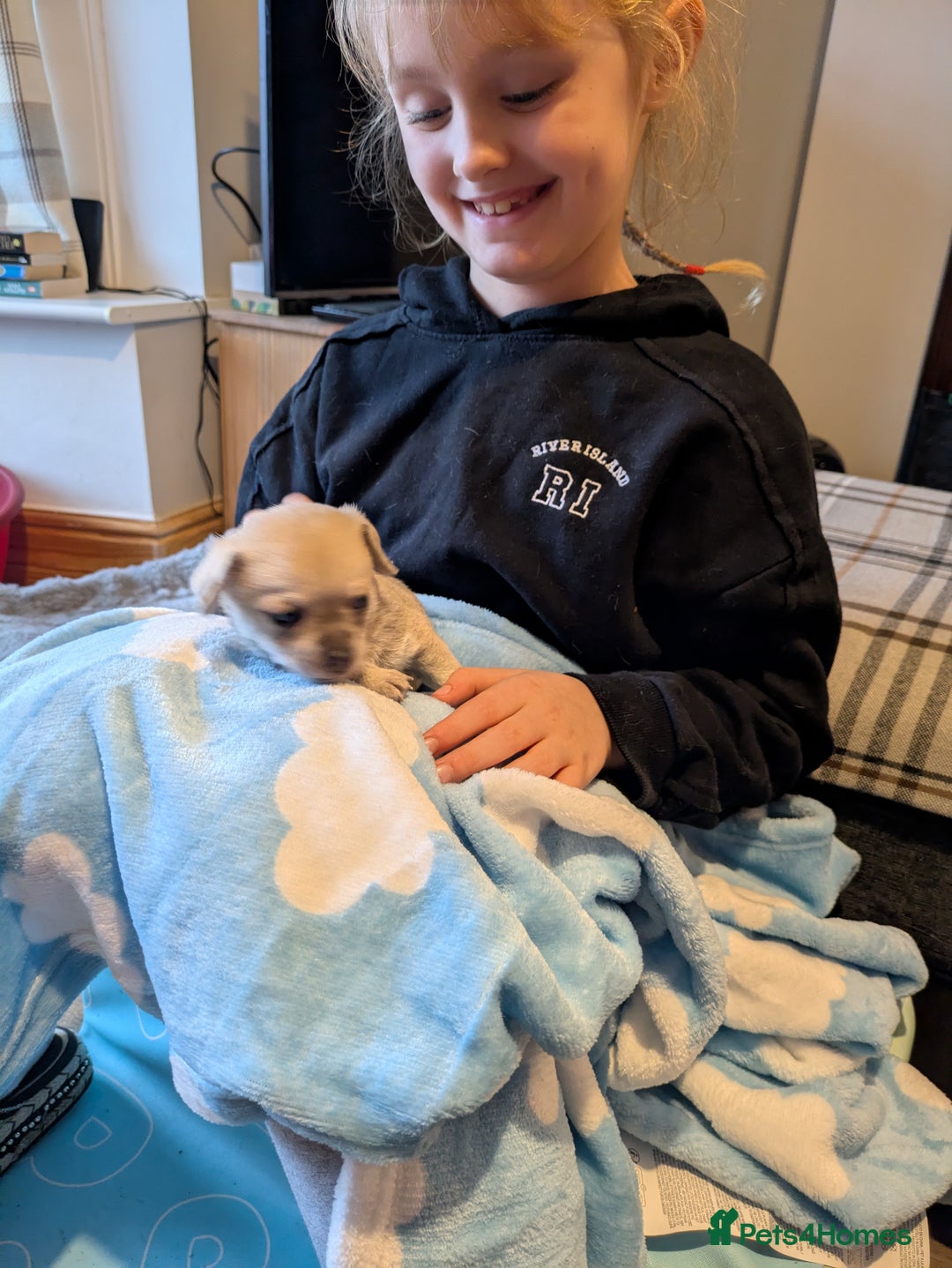 Chipoo dogs for sale: Health tested, non shed chipoos - Image 8