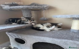 Mixed Breed cats for sale: 4 little kittens looking lovely new home.  - Image 9