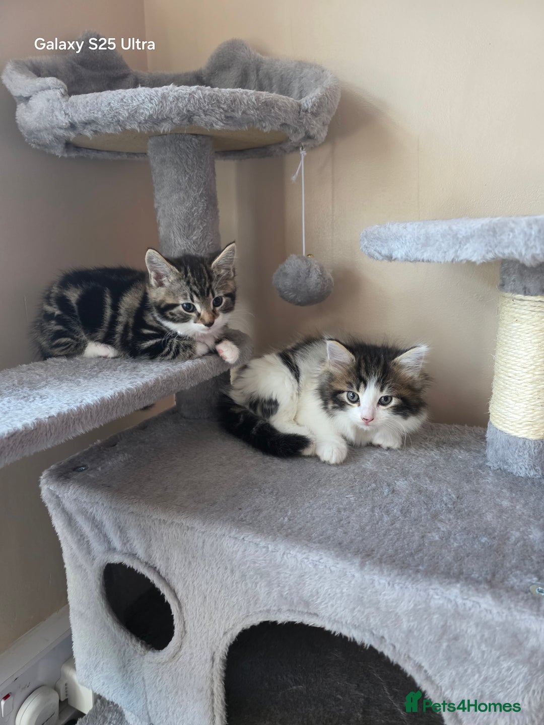Mixed Breed cats for sale: 4 little kittens looking lovely new home.  - Image 9