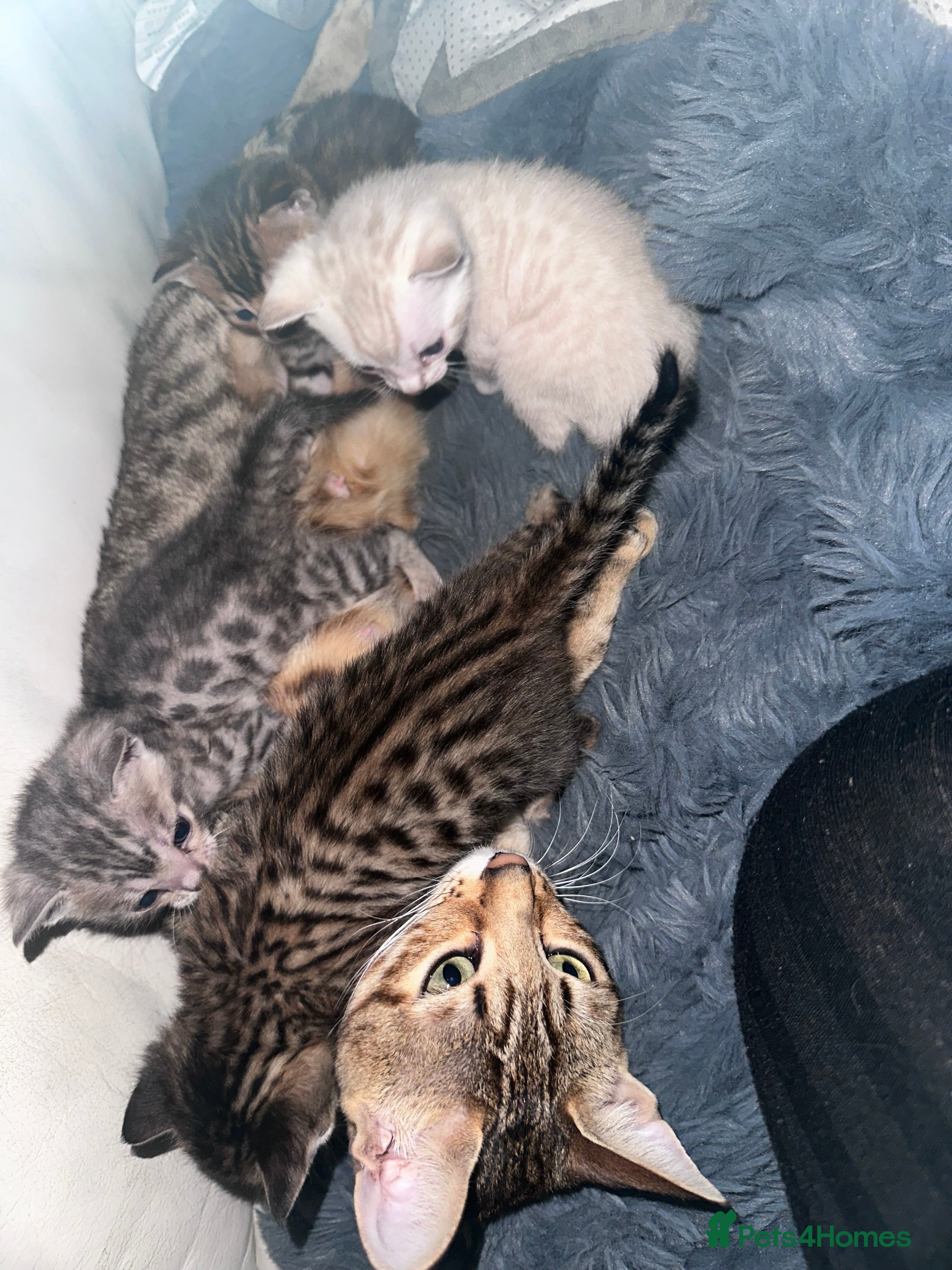 Bengal cats Silver, Snow Lynx & Brown Rosette Bengals - Advert 5