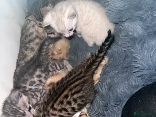 Bengal cats Silver, Snow Lynx & Brown Rosette Bengals - Advert 5