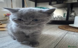 British Shorthair cats for sale: British shorthair kittens - Image 3