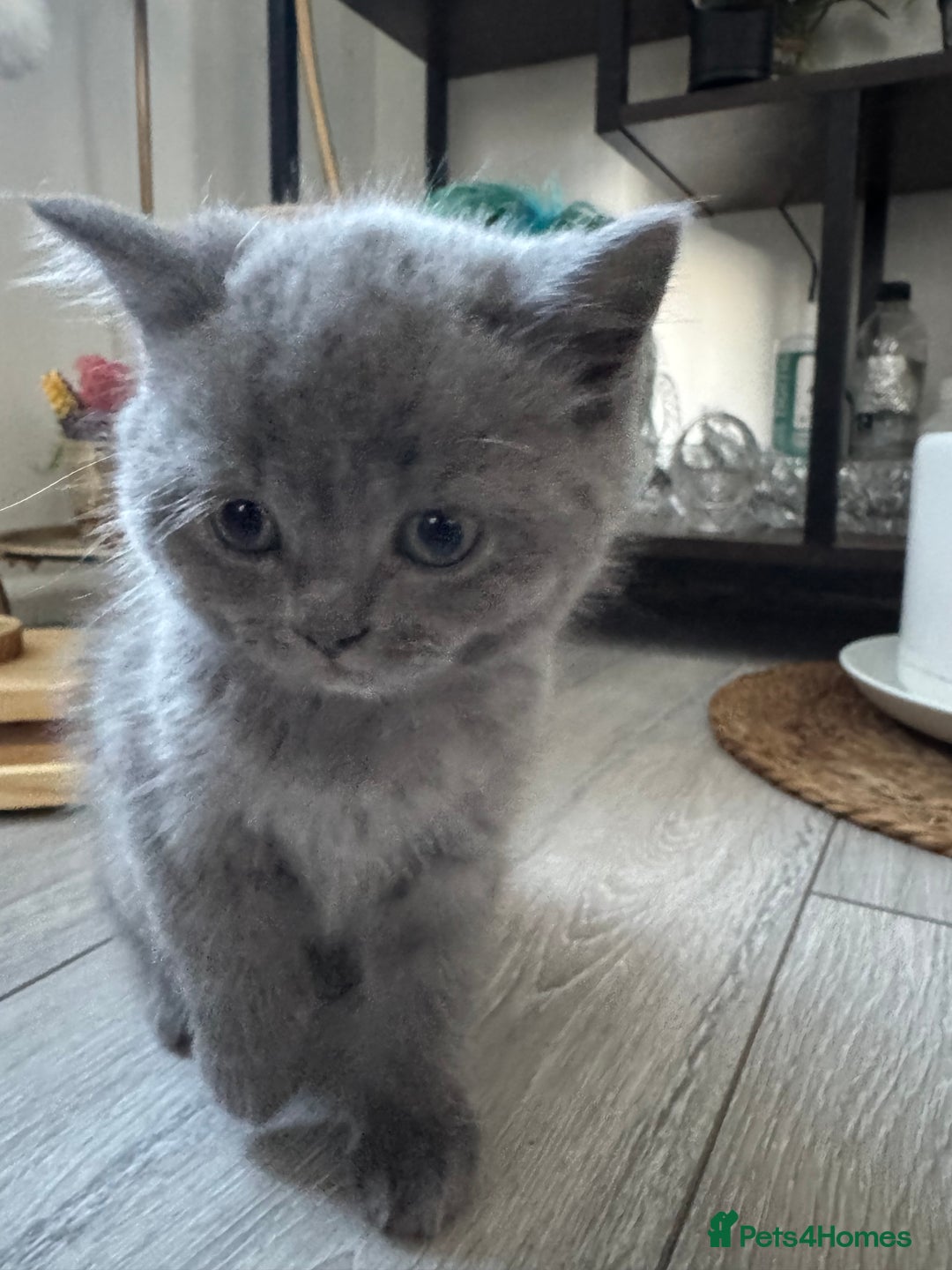 British Shorthair cats for sale: British shorthair kittens - Image 3