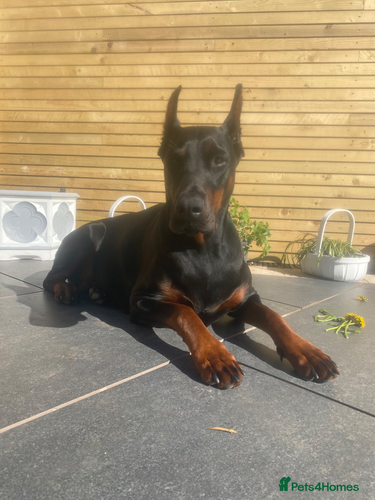 Dobermann dogs Doberman puppies waiting list  - Advert 9