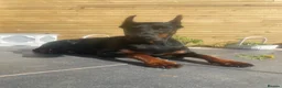 Dobermann dogs for sale: Doberman puppies waiting list  in Teignmouth - Advert 1