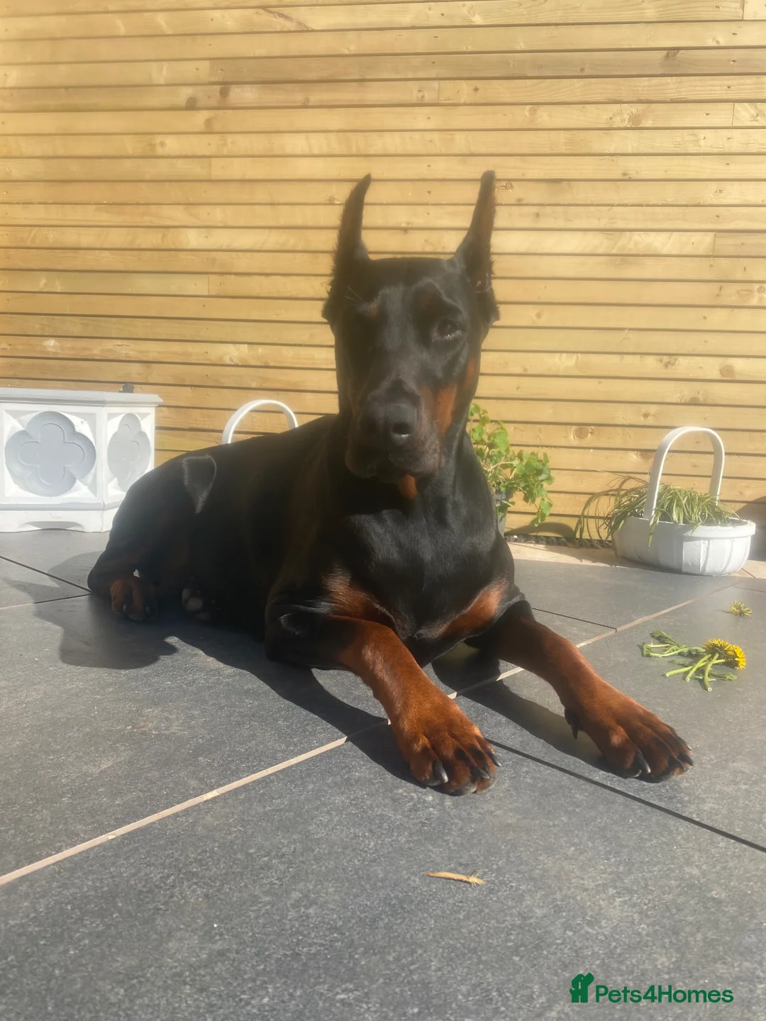 Dobermann dogs for sale: Doberman puppies waiting list  in Teignmouth - Advert 1