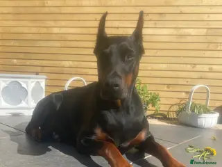 Dobermann dogs Doberman puppies waiting list - Advert 1