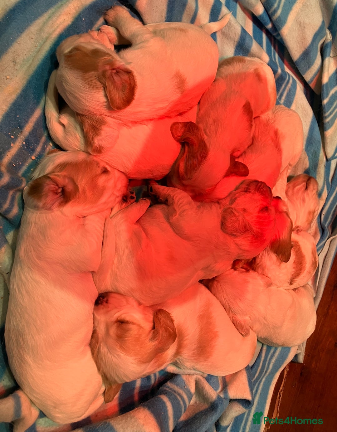Cocker Spaniel dogs for sale: Cocker spaniel puppies (show type) - Advert 3