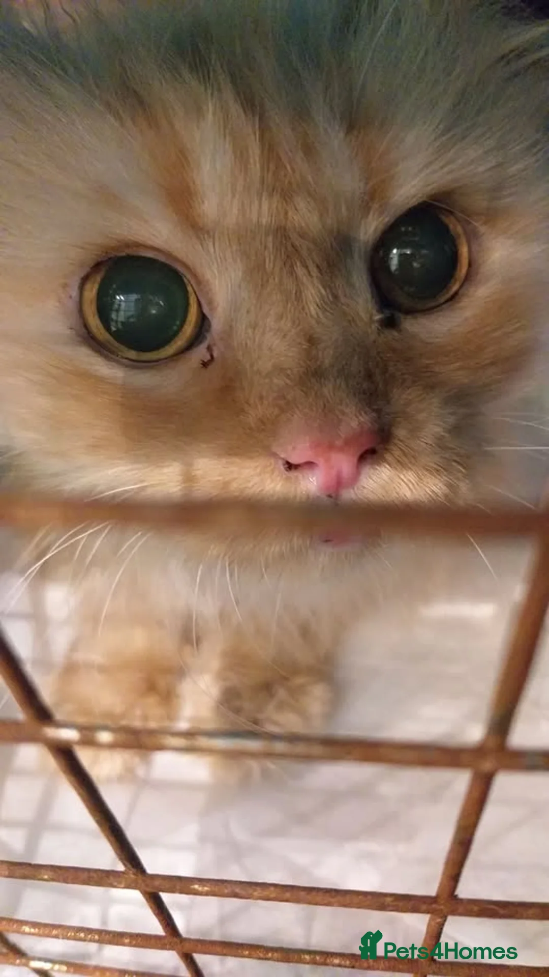 Mixed Breed cats for adoption: Cuddly Georgette would love a home of her own - Advert 2