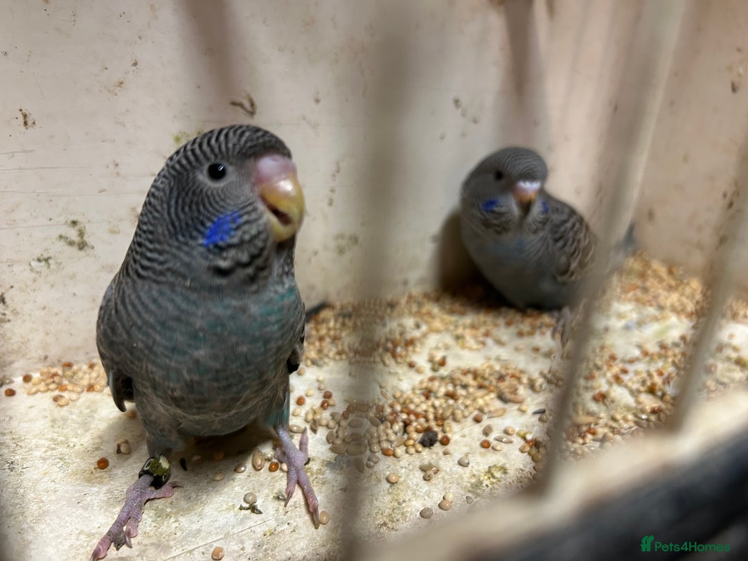 Budgerigars birds for sale: Black face, Black wing, splits, hogoromo budgies  - Advert 16