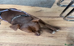 Mixed Breed dogs for sale: Mixed breed almost 1 year old  - Image 2