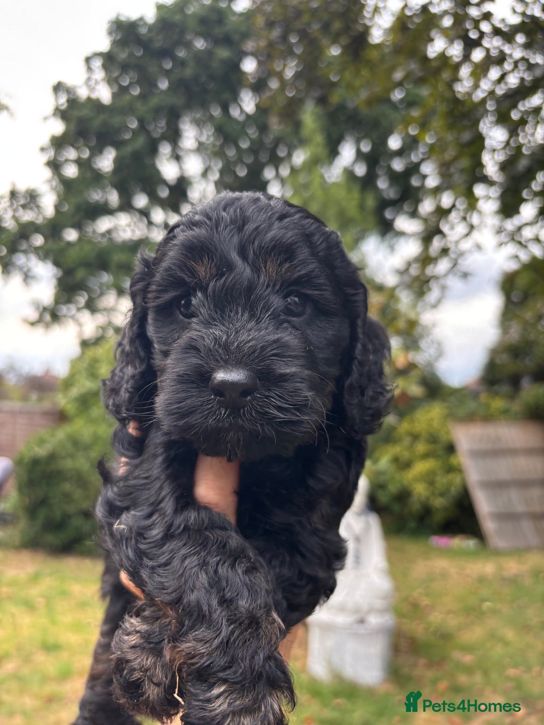 Cockapoo dogs for sale: Cockapoo puppies F1B - Image 17