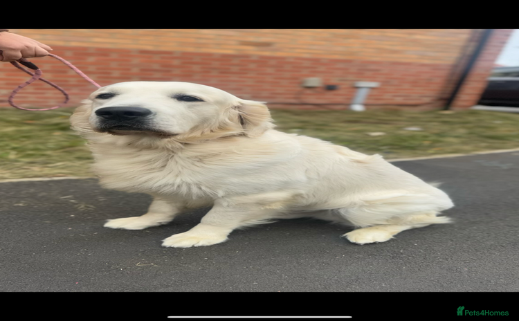 Golden Retriever dogs - Advert 1
