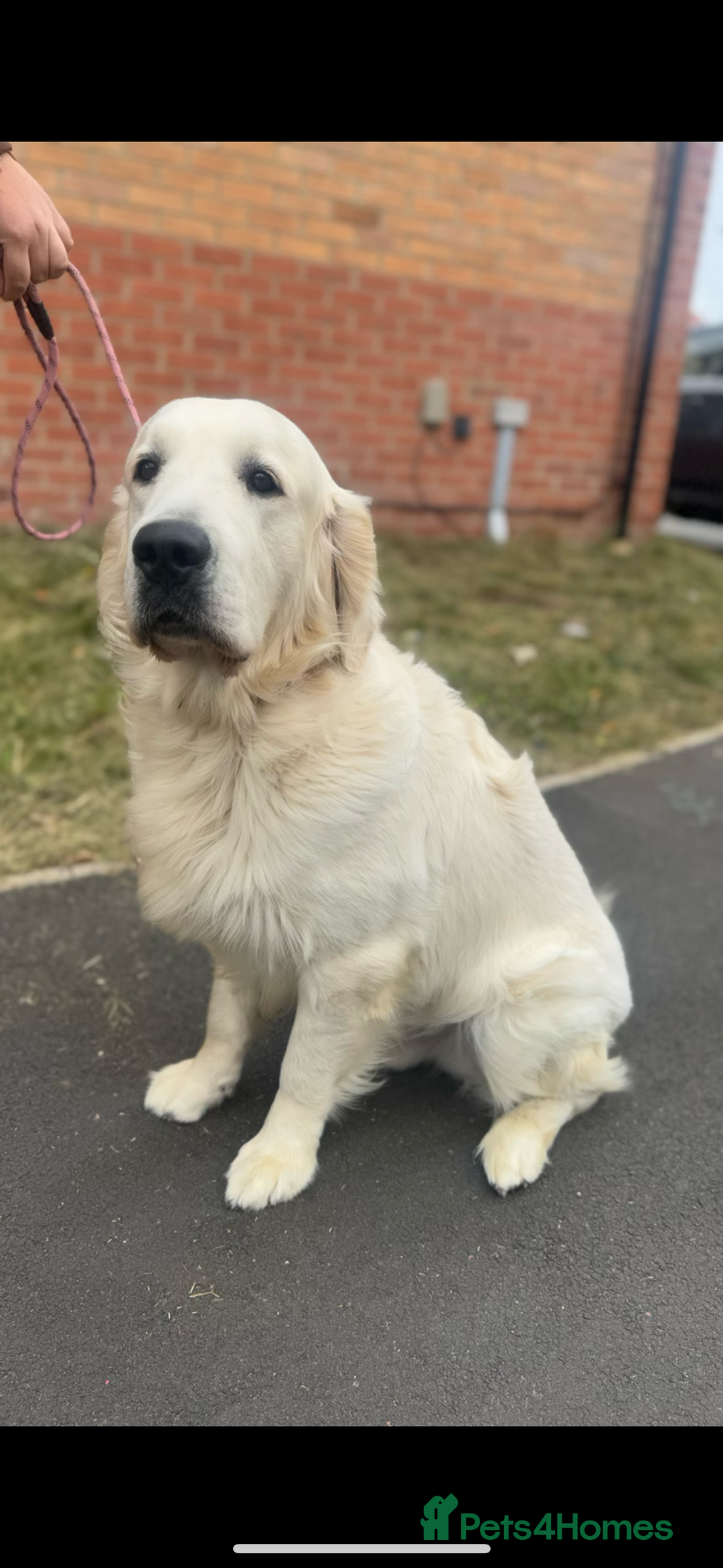 Golden Retriever dogs for stud: KC English CREAM retriever STUD…. - Image 1