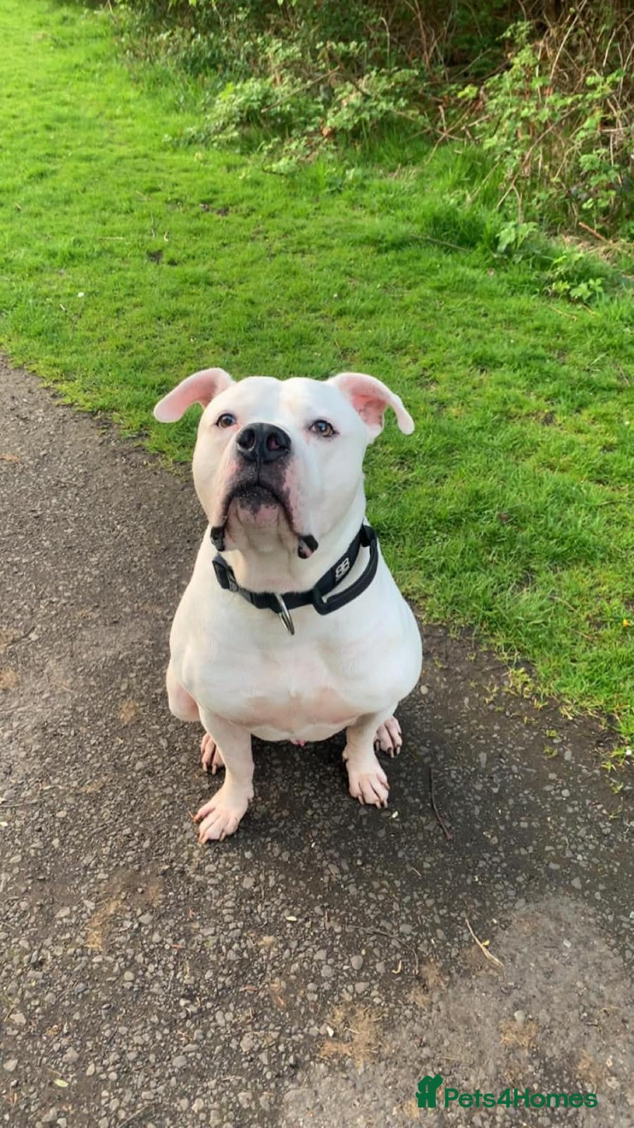 American Bulldog dogs KOBY. JOHNSONS AMERICAN BULLDOG! - Advert 1