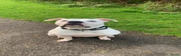 American Bulldog dogs for stud: KOBY. JOHNSONS AMERICAN BULLDOG! in Bathgate - Advert 1