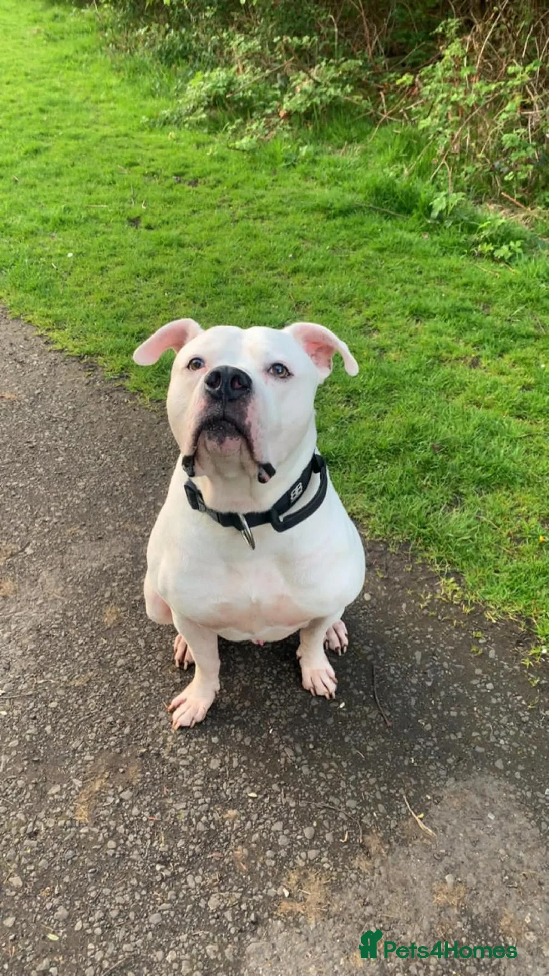 American Bulldog dogs for stud: KOBY. JOHNSONS AMERICAN BULLDOG! in Bathgate - Advert 1