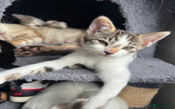 Mixed Breed cats for sale: Ready! Snow Bengal/Seal Lynx X Kittens  - Image 5