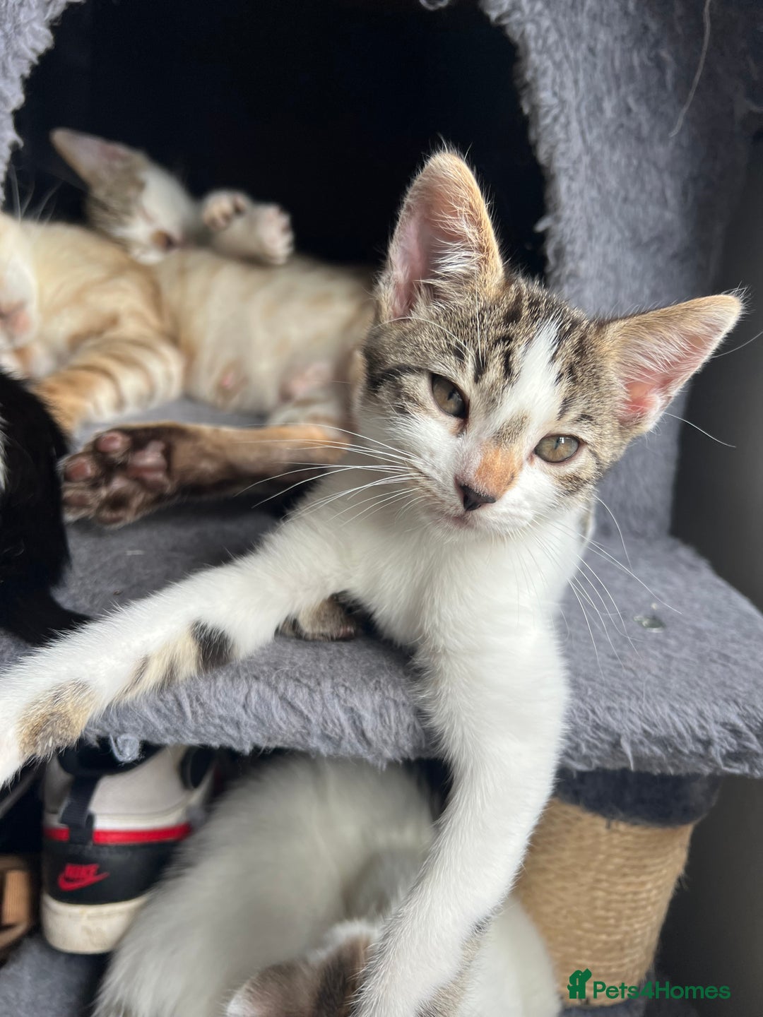 Mixed Breed cats for sale: Ready! Snow Bengal/Seal Lynx X Kittens  - Image 5