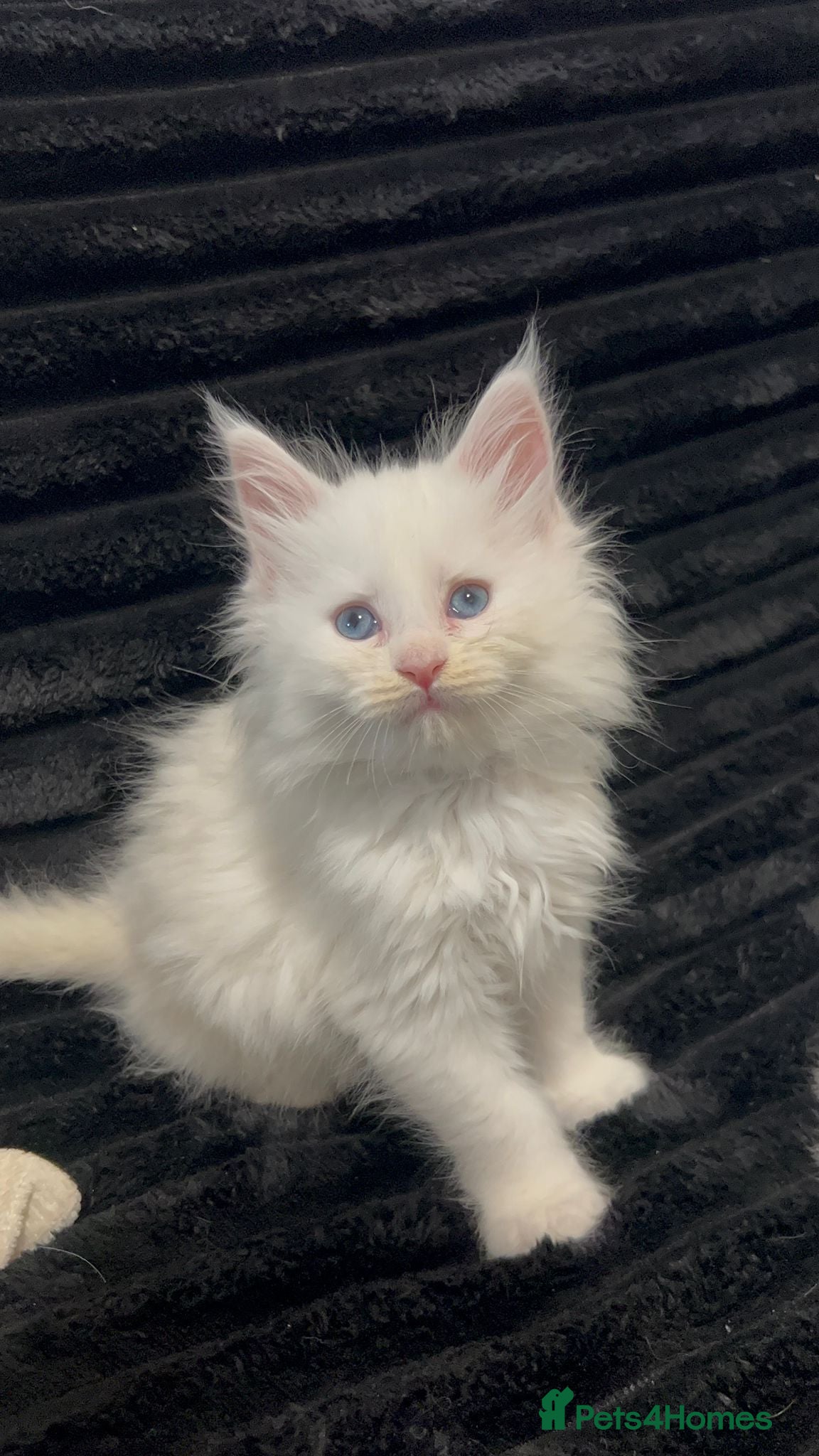 Maine Coon cats White Maine Coon Kittens  - Advert 2