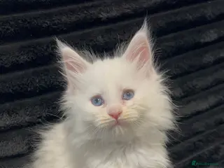 Maine Coon cats White Maine Coon Kittens - Advert 1