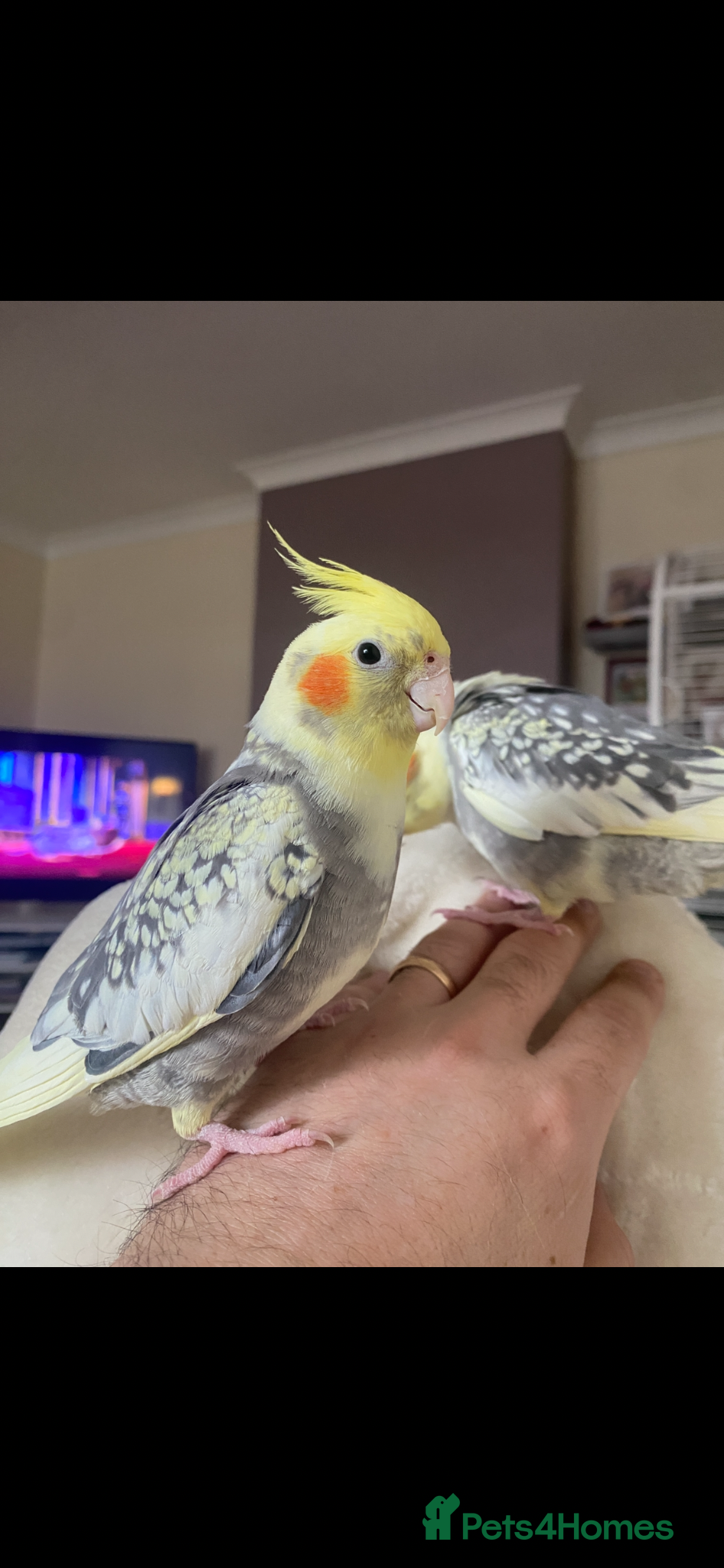 Cockatiels birds Cockatiels  - Advert 4