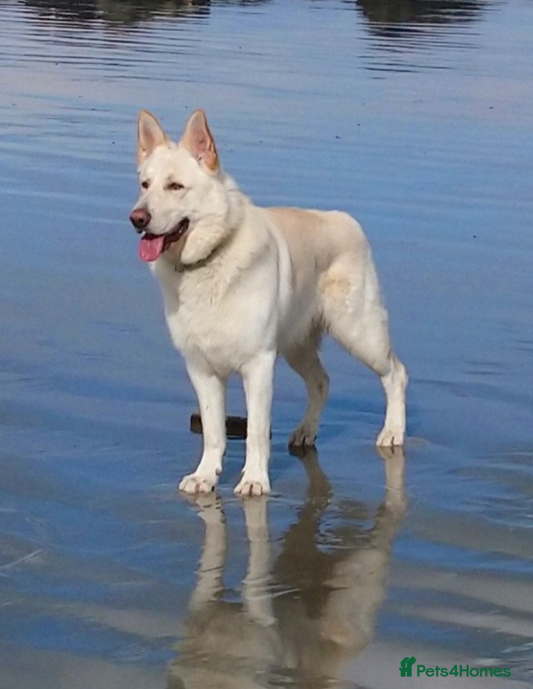 German Shepherd dogs for sale: Stunning litter of German shepherd puppies   - Image 15